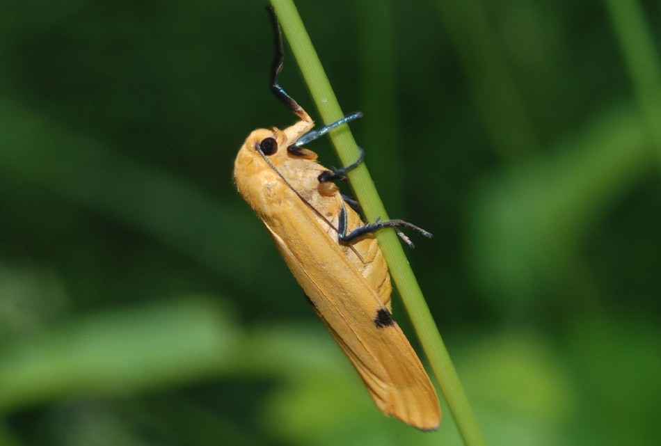 Notturna da det. - Lithosia quadra (femmina e larva)
